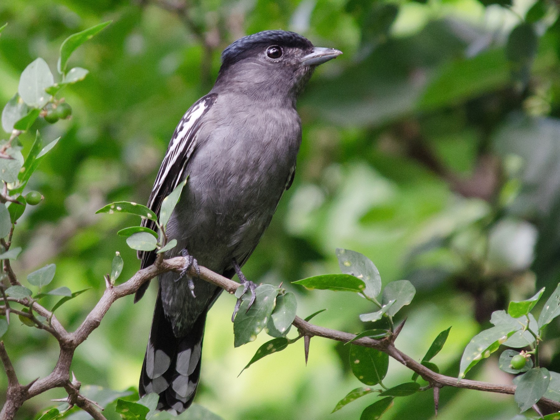 White-winged Becard - eBird