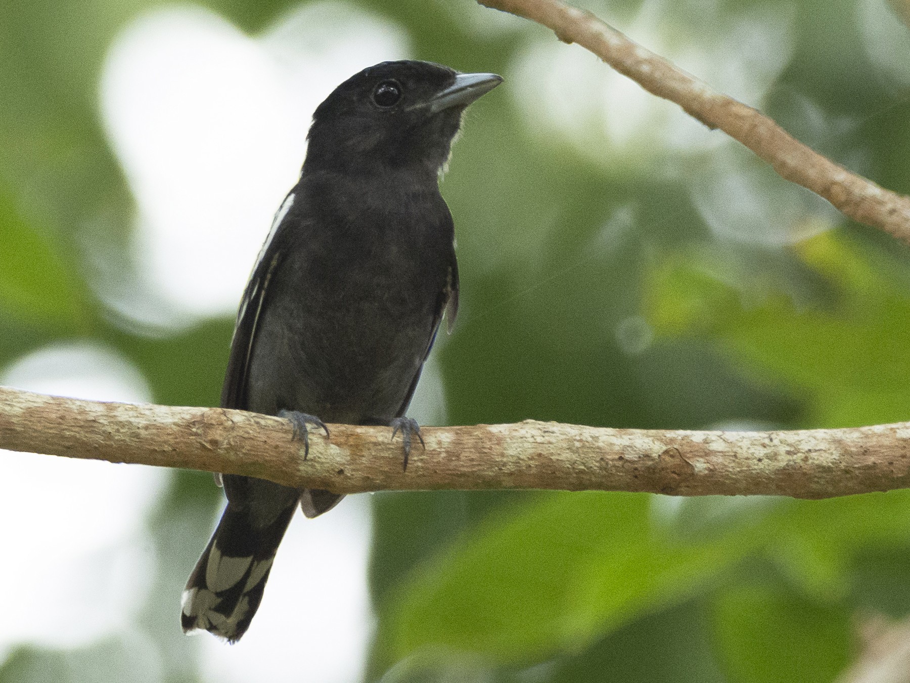 White-winged Becard - eBird