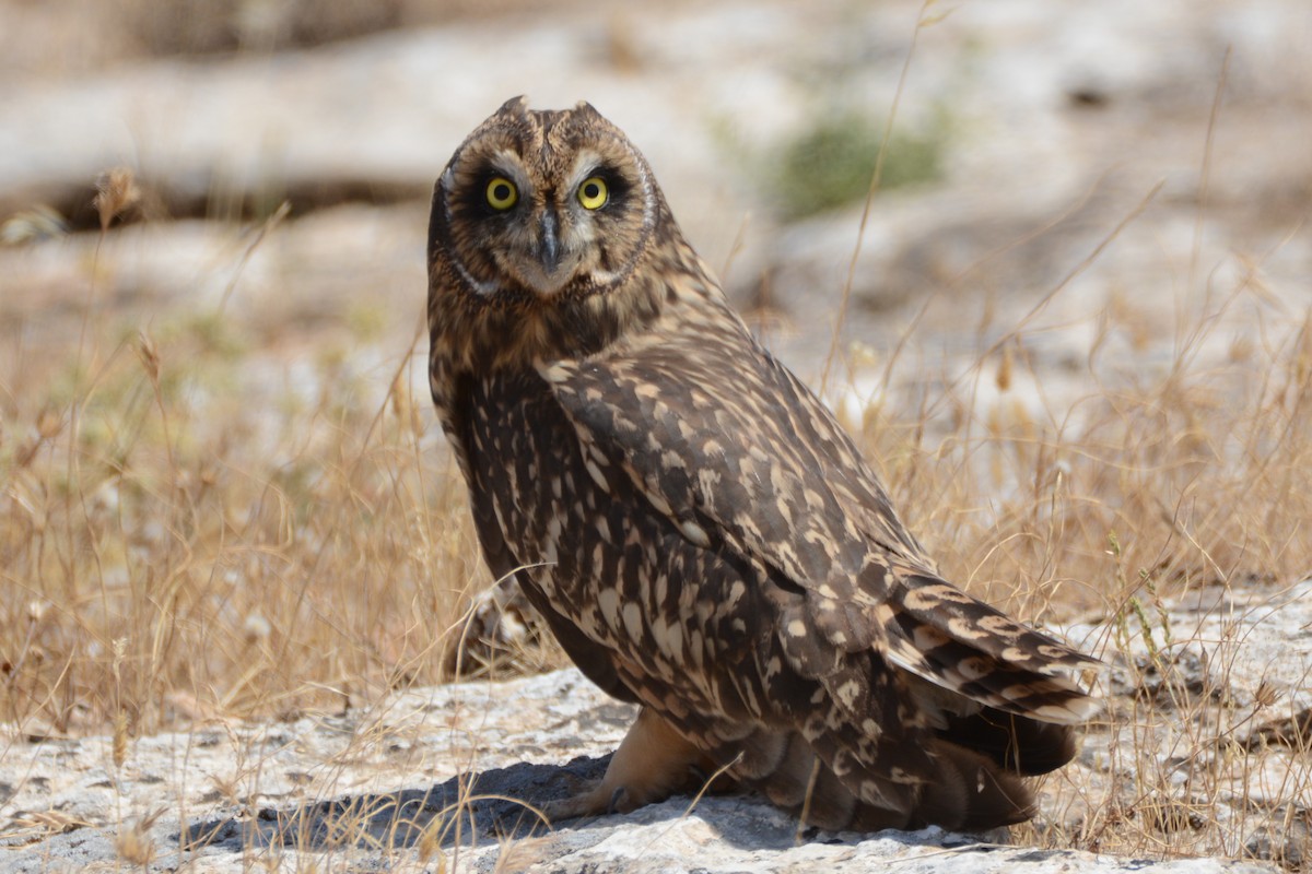 Short-eared Owl - ML243580511