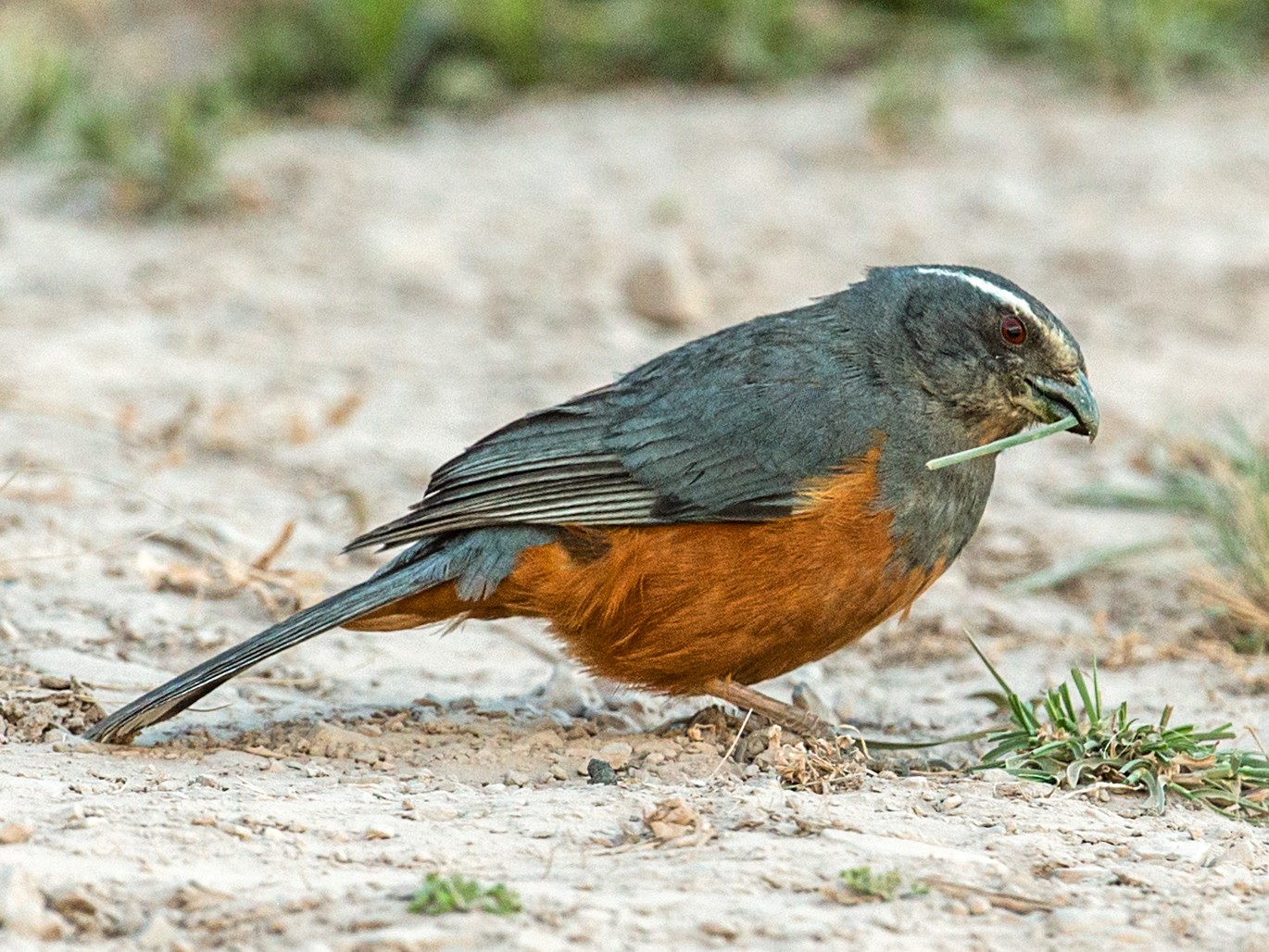 Rufous-bellied Mountain Tanager - Nick Athanas