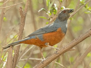  - Rufous-bellied Mountain Tanager