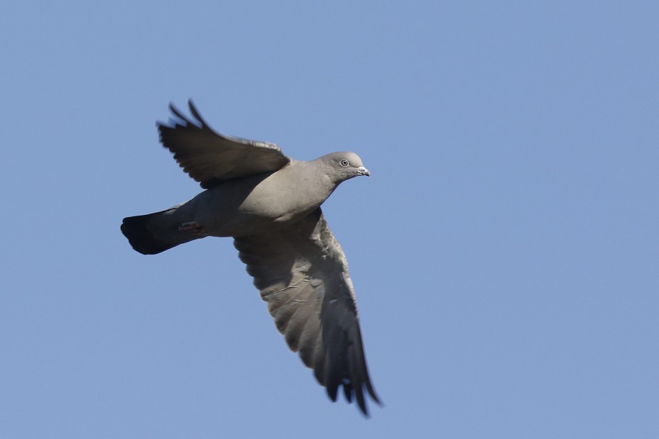Spot-winged Pigeon - Jorge Claudio Schlemmer