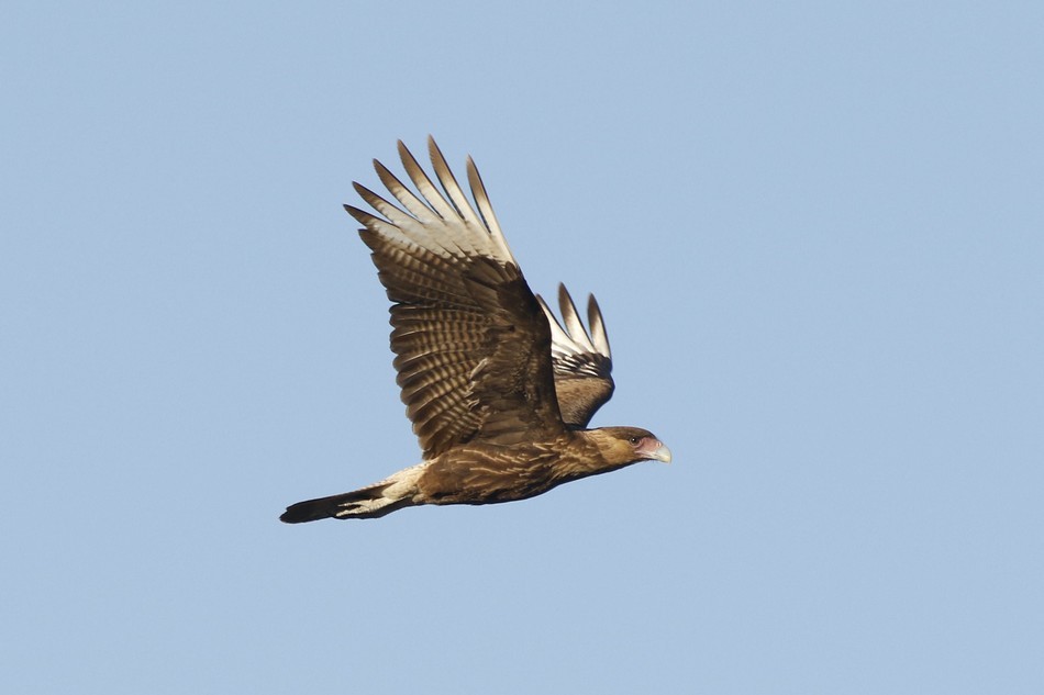 Crested Caracara (Southern) - Jorge Claudio Schlemmer