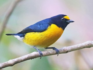  - White-vented Euphonia