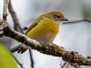  - White-vented Euphonia