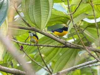  - White-vented Euphonia