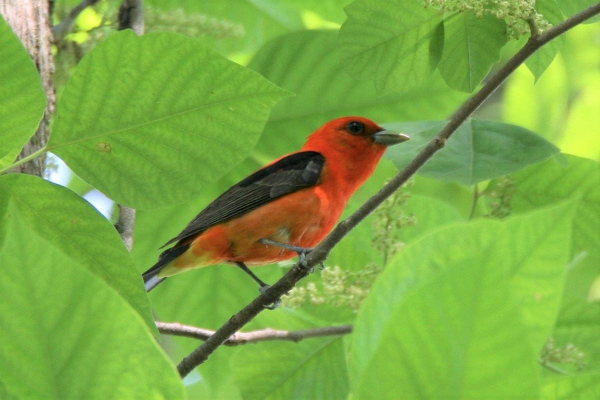 Scarlet Tanager - ML243588041