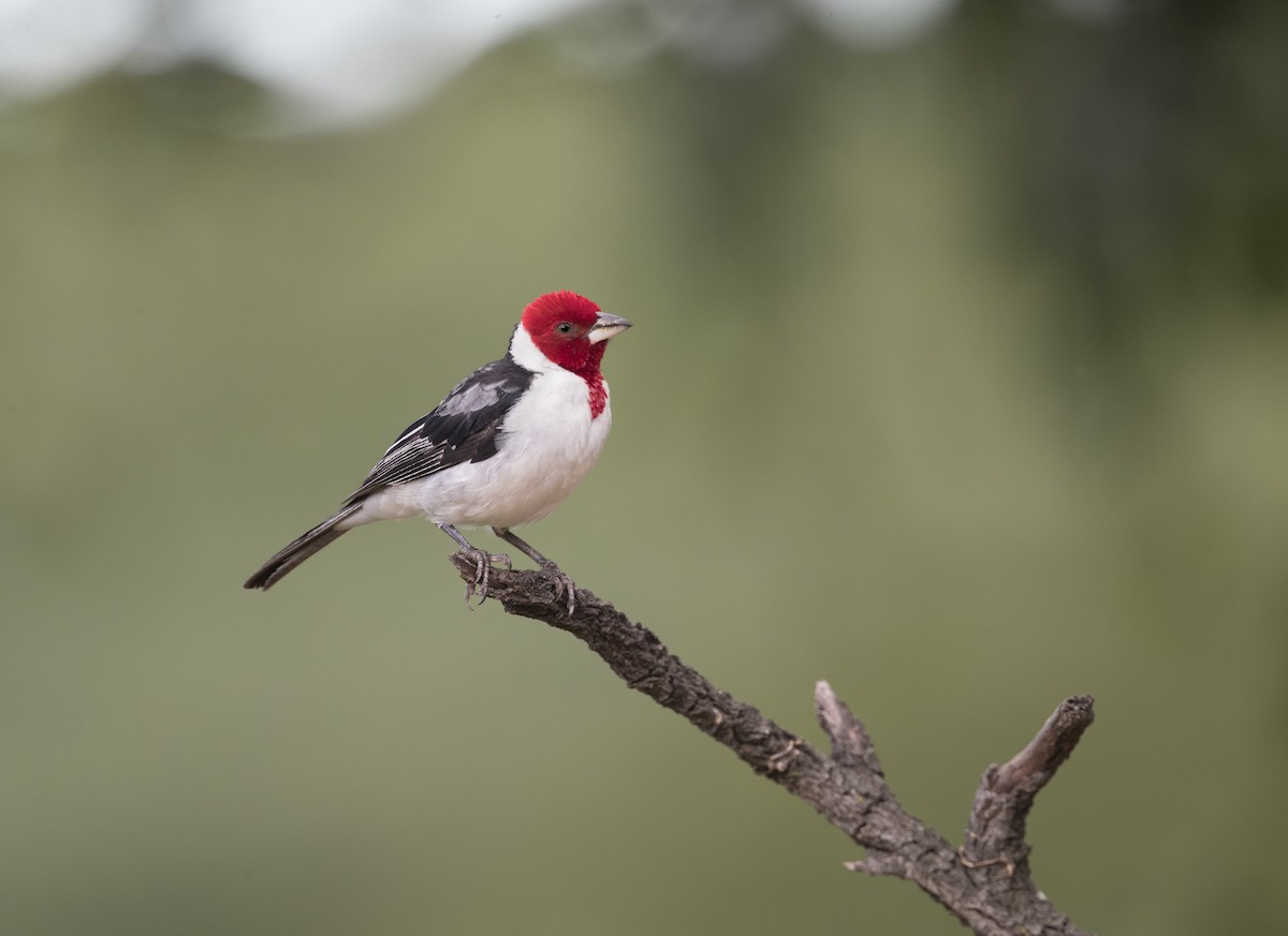 Red-cowled Cardinal - Ciro Albano
