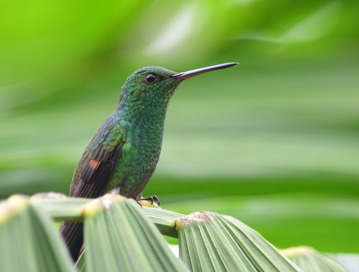 Blue-tailed Hummingbird - Brandon Nidiffer