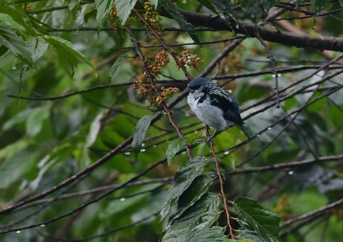 Azure-rumped Tanager - ML243591311
