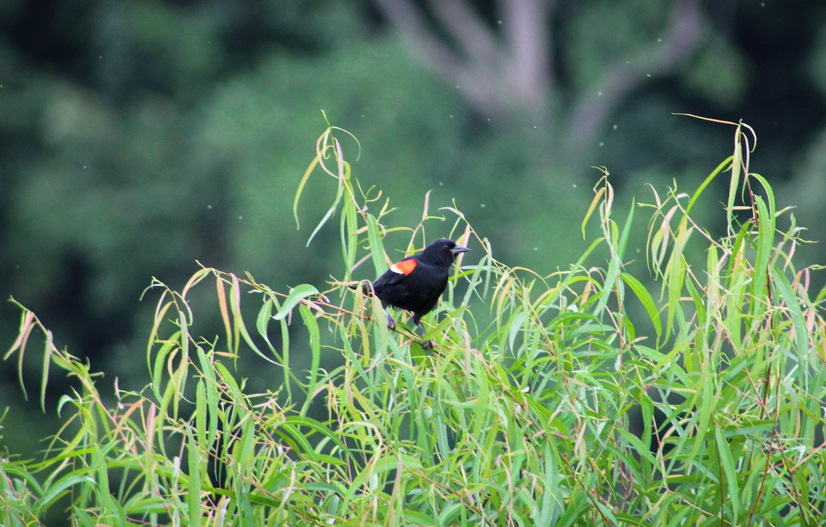 Red-winged Blackbird - ML243595661