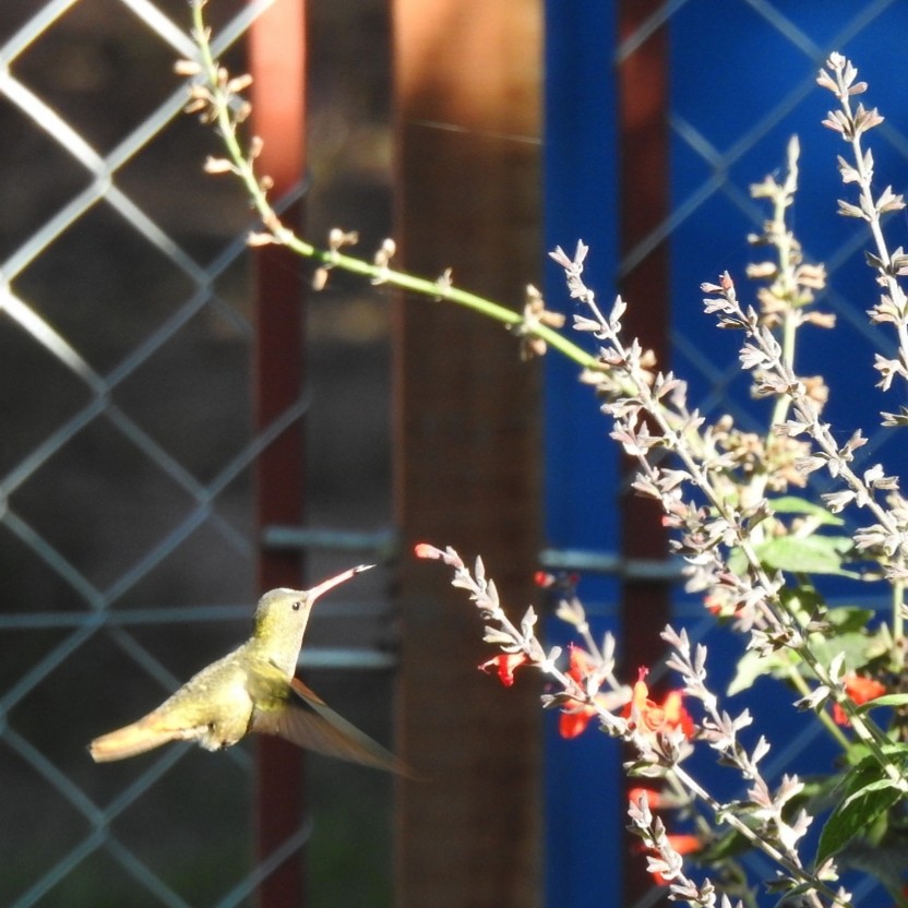 kolibřík zlacený - ML243595871
