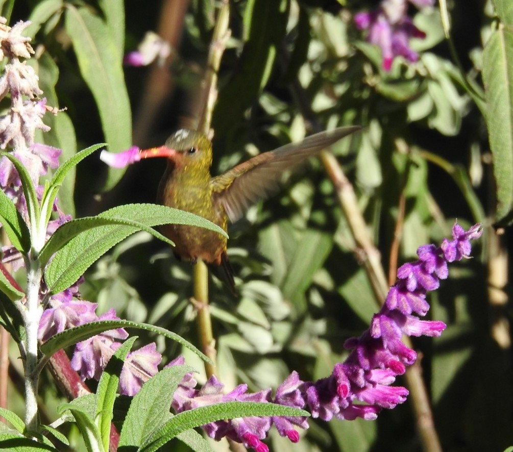Gilded Hummingbird - ML243595881