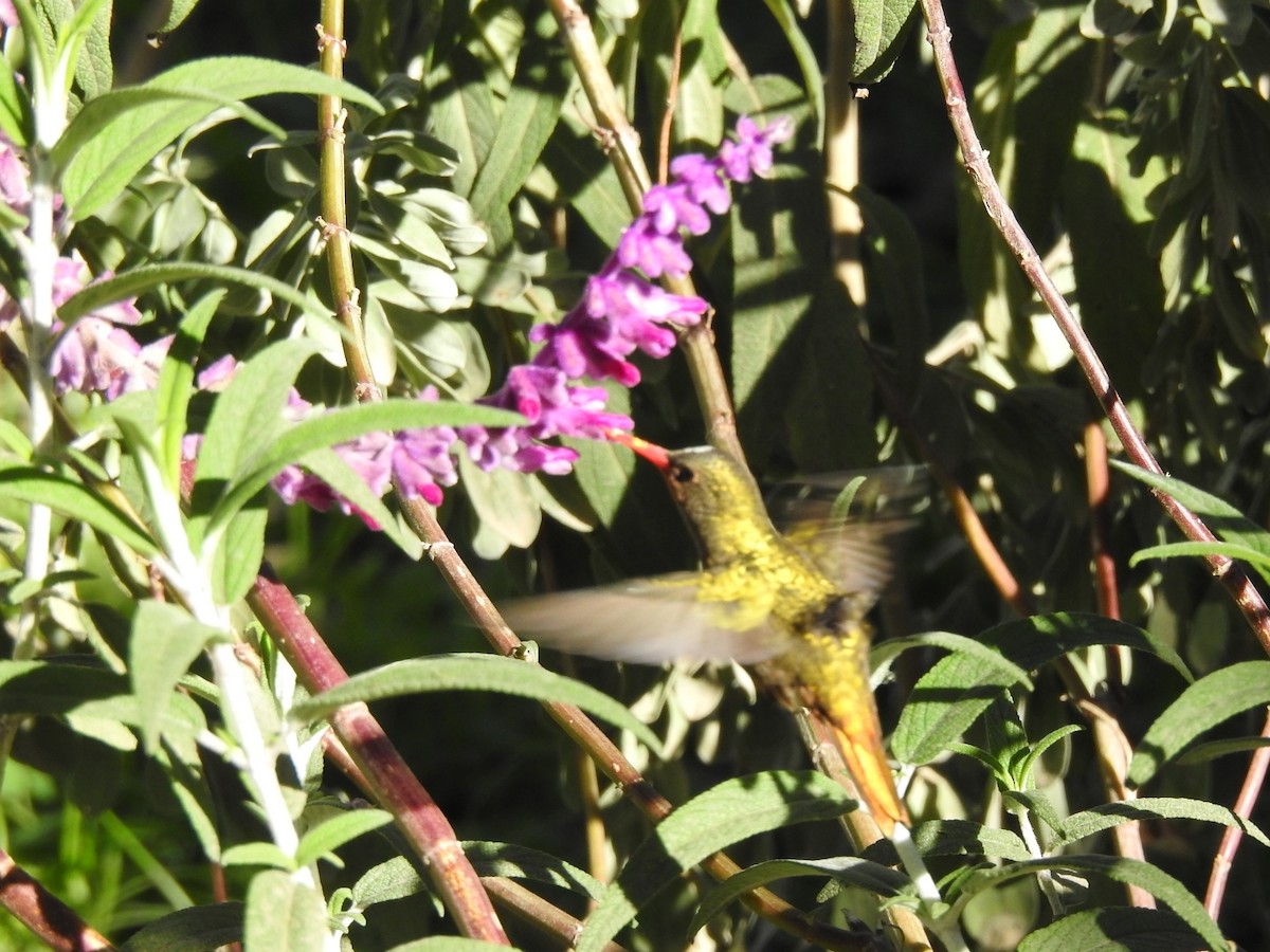 Gilded Hummingbird - ML243595891