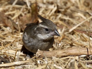 Gray-crested Finch - eBird