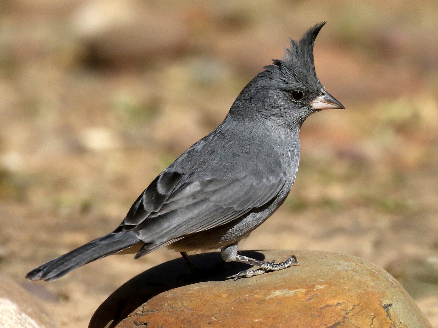 Grey crested finch ebird