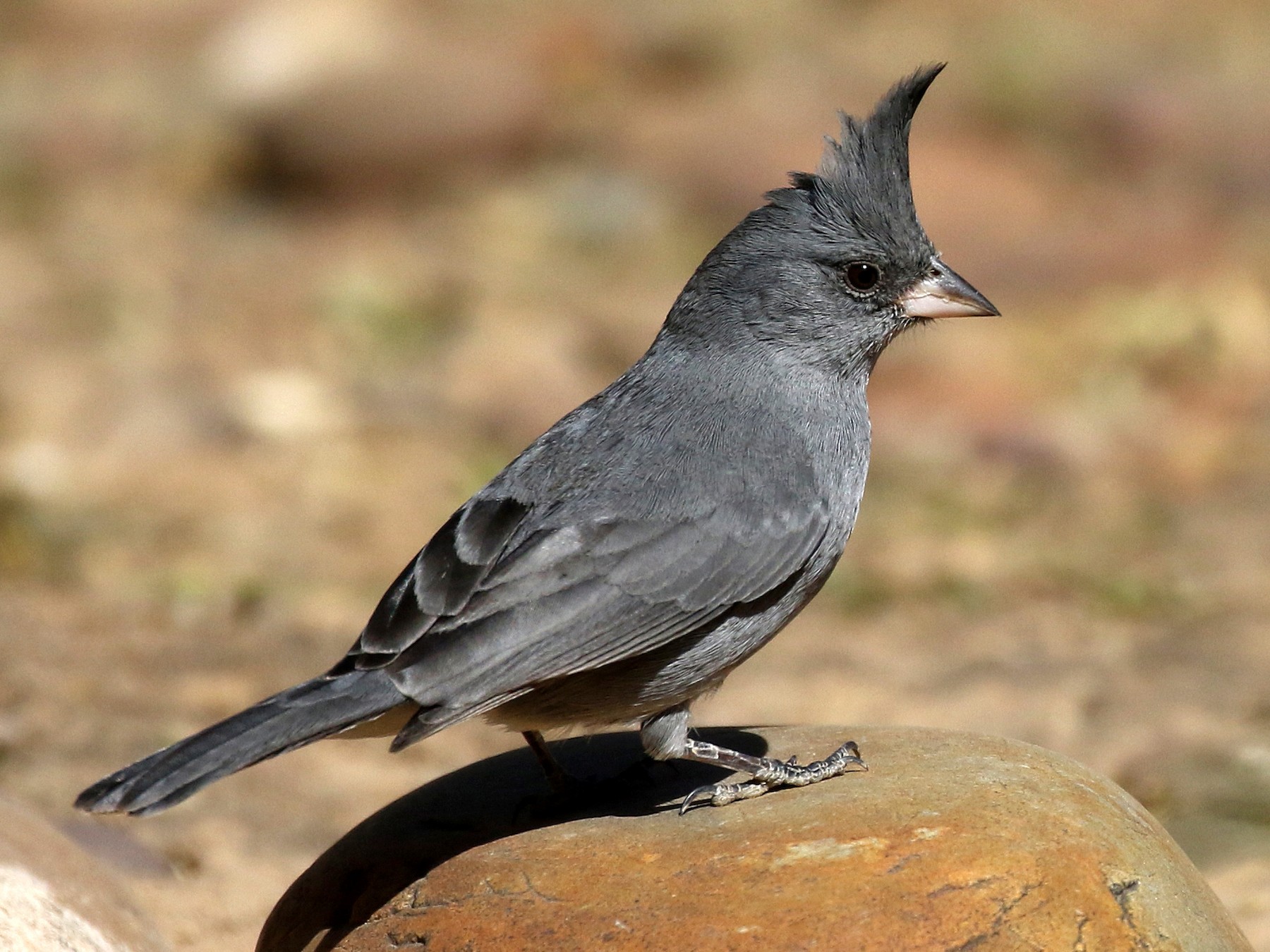 Grey-crested Finch - eBird