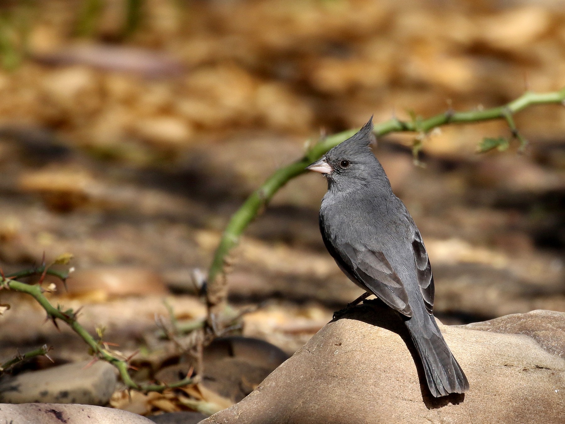 Graycrested Finch eBird
