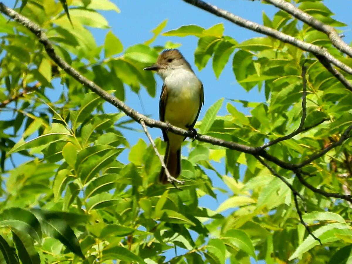 Brown-crested Flycatcher - Pat O'Neil