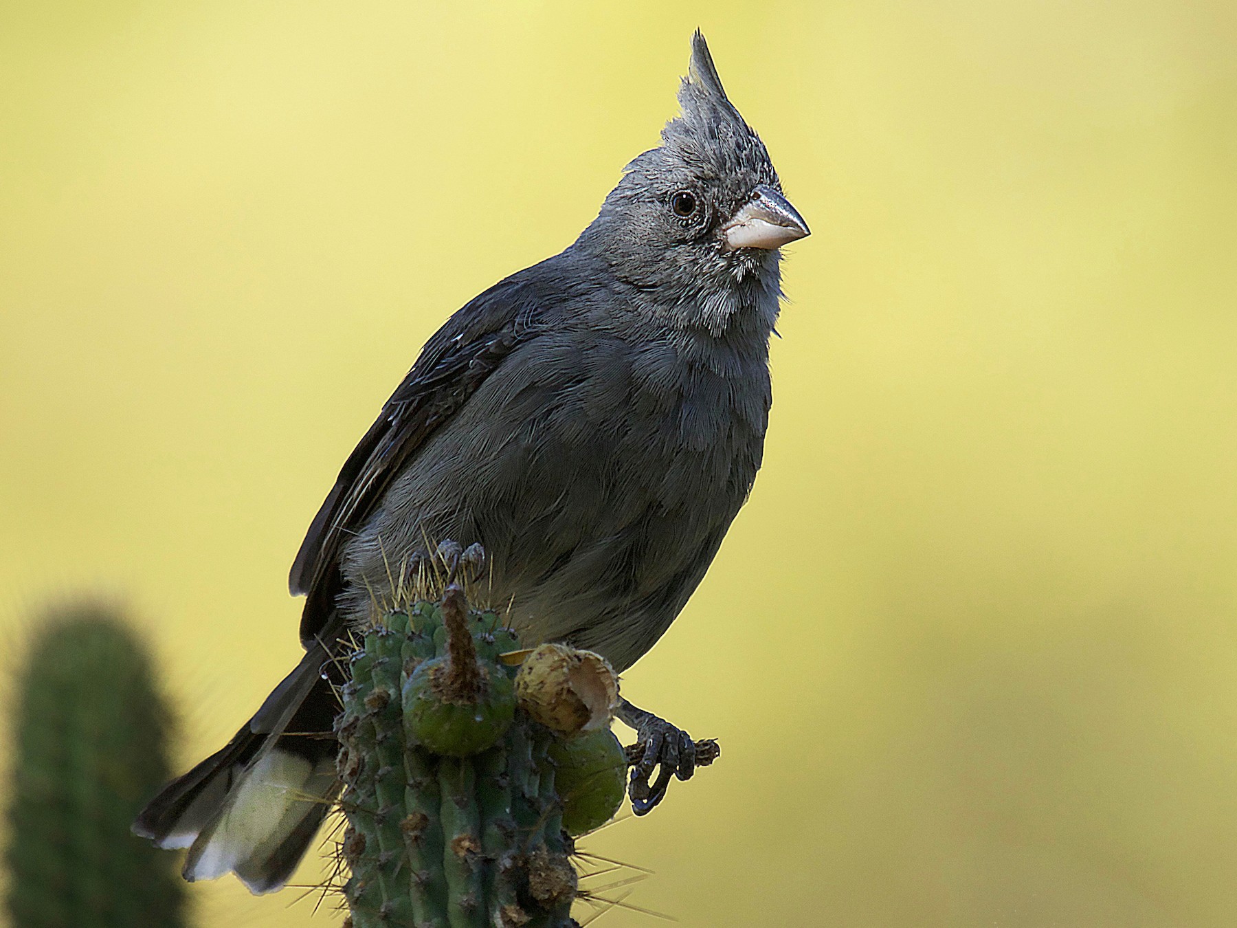 Gray-crested Finch - Ruth Marquez Flores