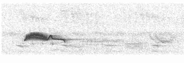 Western Wood-Pewee - ML243601061