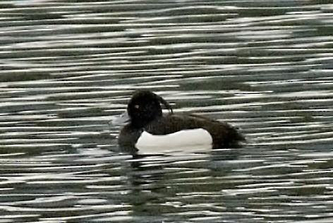 Tufted Duck - ML24360141