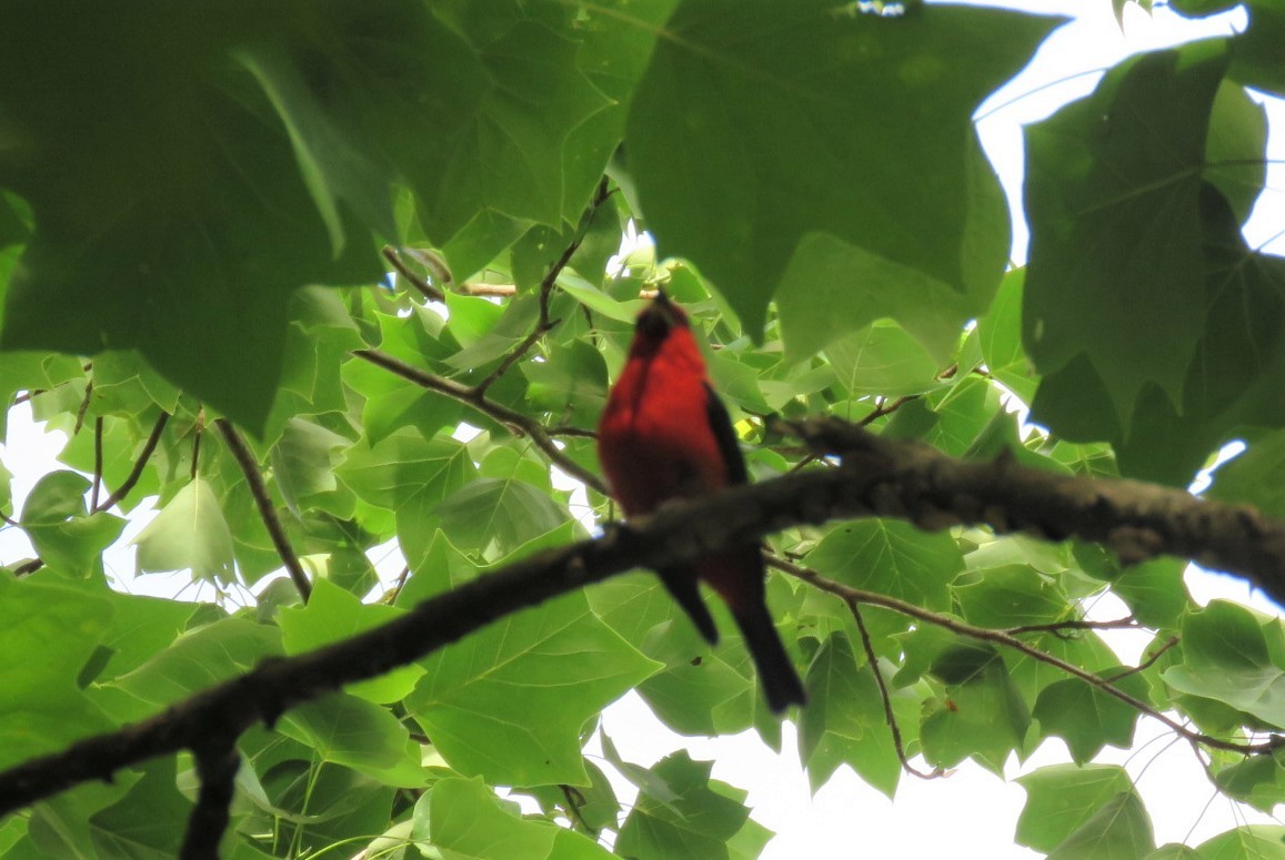 Scarlet Tanager - ML243603611