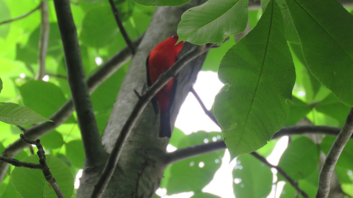 Scarlet Tanager - ML243603641