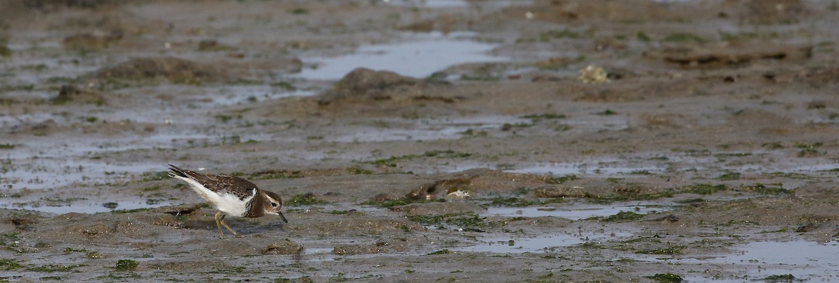 Rufous-chested Dotterel - ML243605151