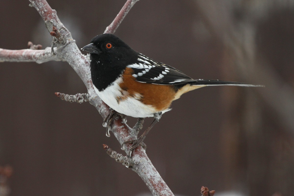 Spotted Towhee - Charles Noble