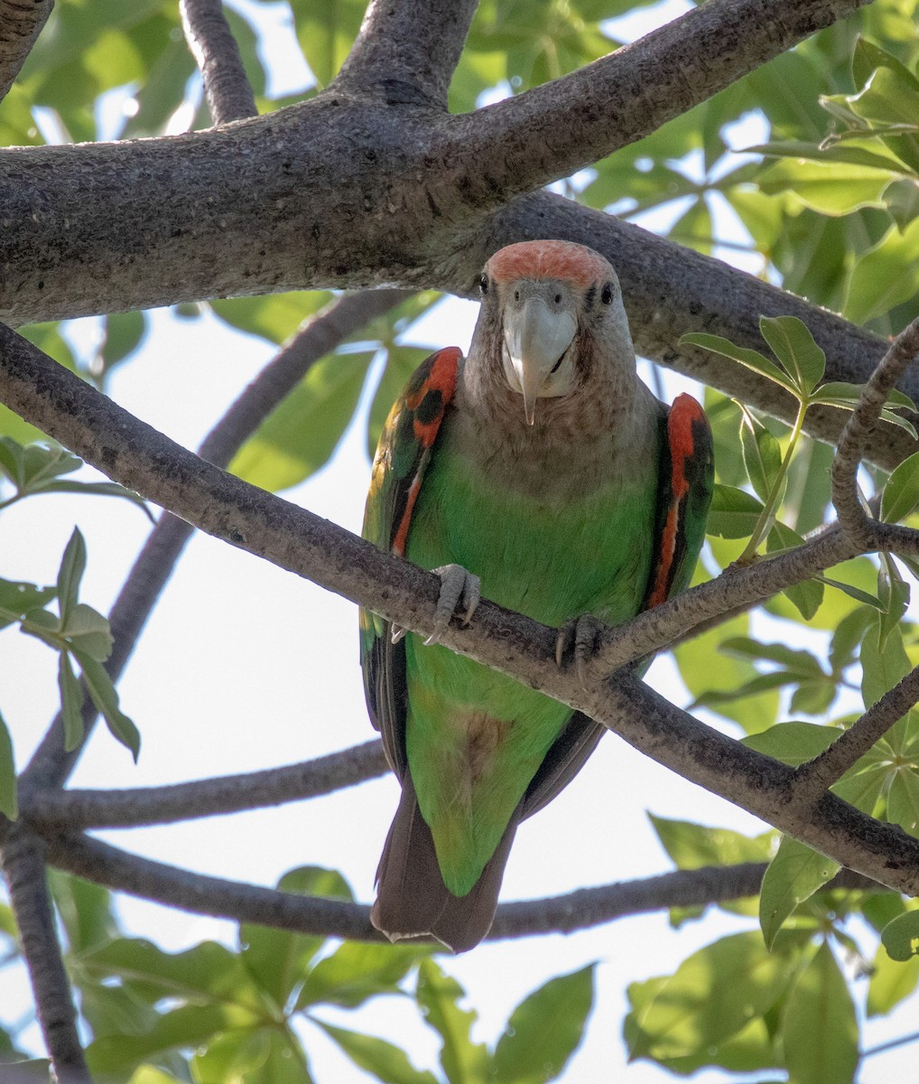 Brown-necked Parrot - ML243610291