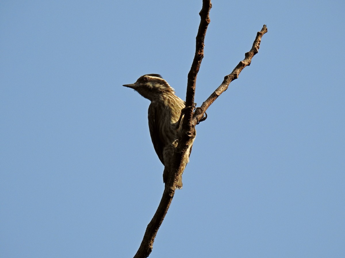 Sunda Pygmy Woodpecker - ML243610371