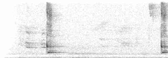 Geai à nuque blanche - ML243611141