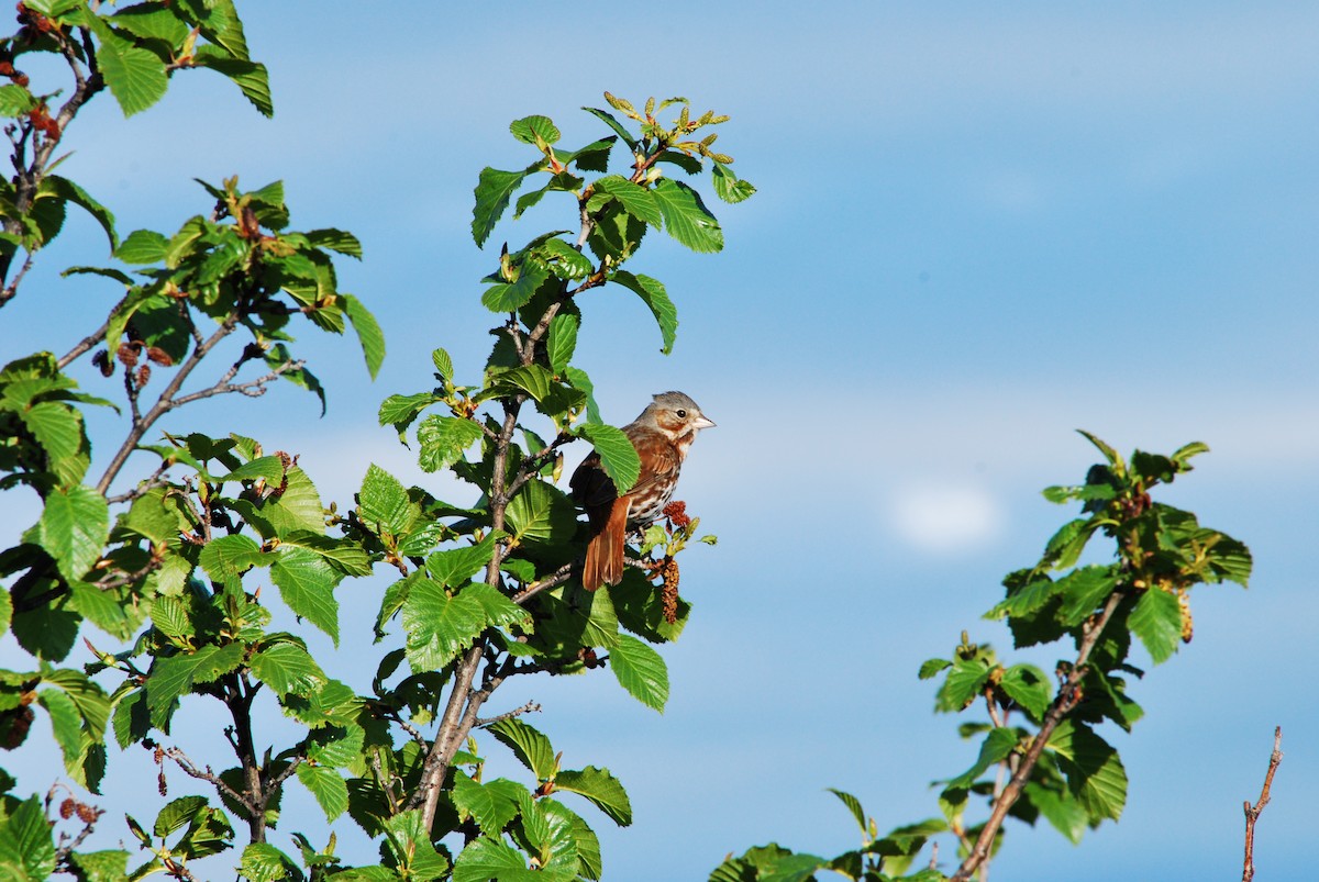 Fox Sparrow (Red) - ML243616071