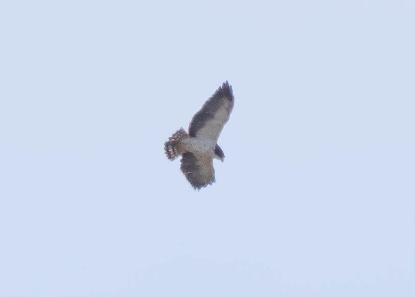 Short-tailed Hawk - Fernanda Fernandex
