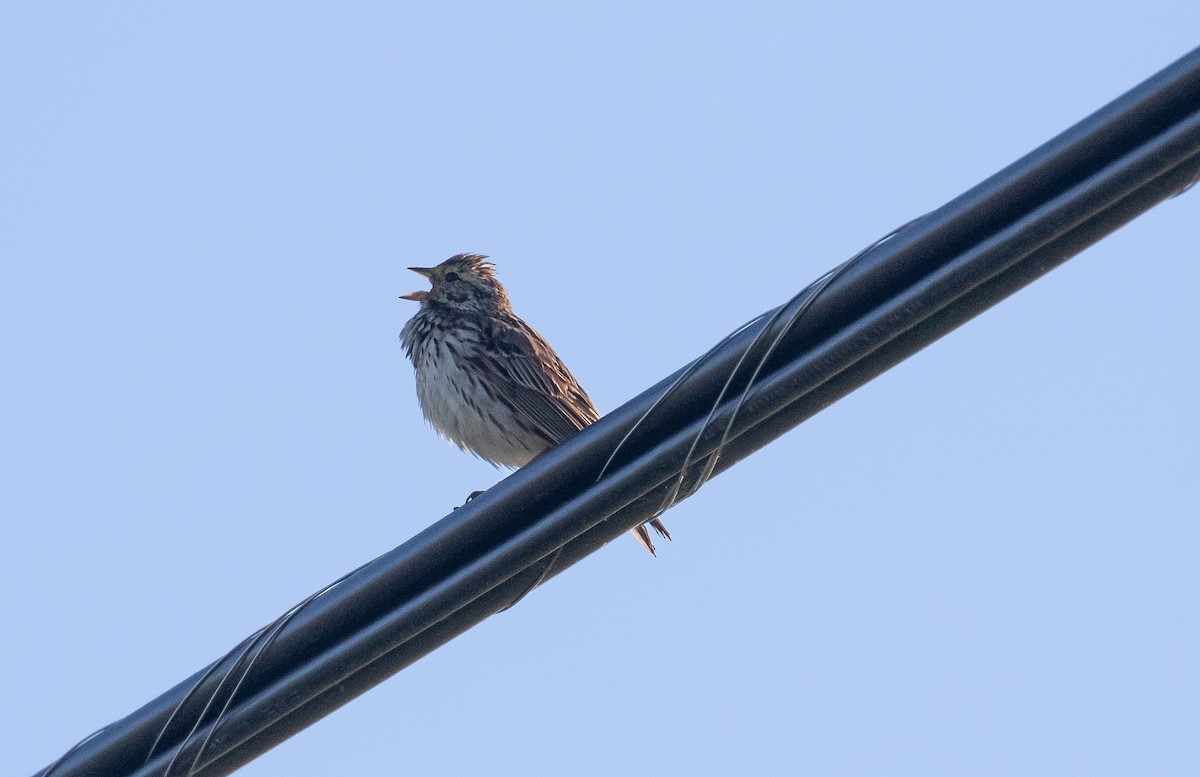 Savannah Sparrow (Savannah) - ML243617671