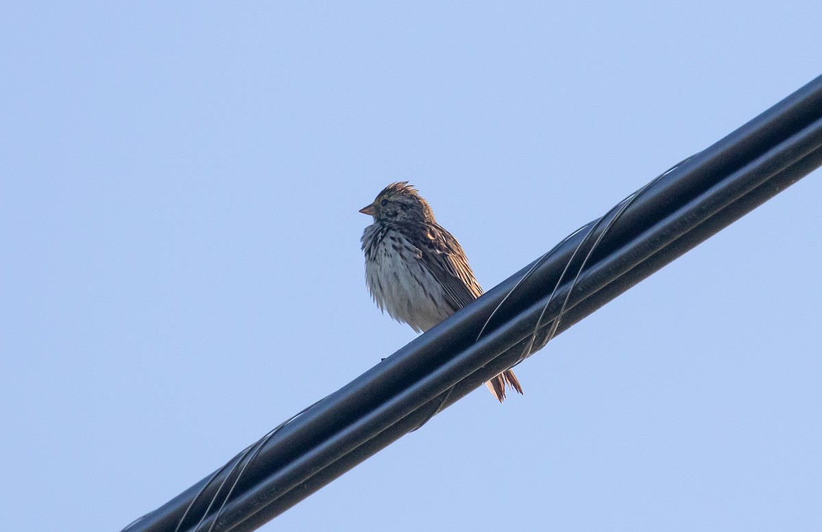 Savannah Sparrow (Savannah) - ML243617731