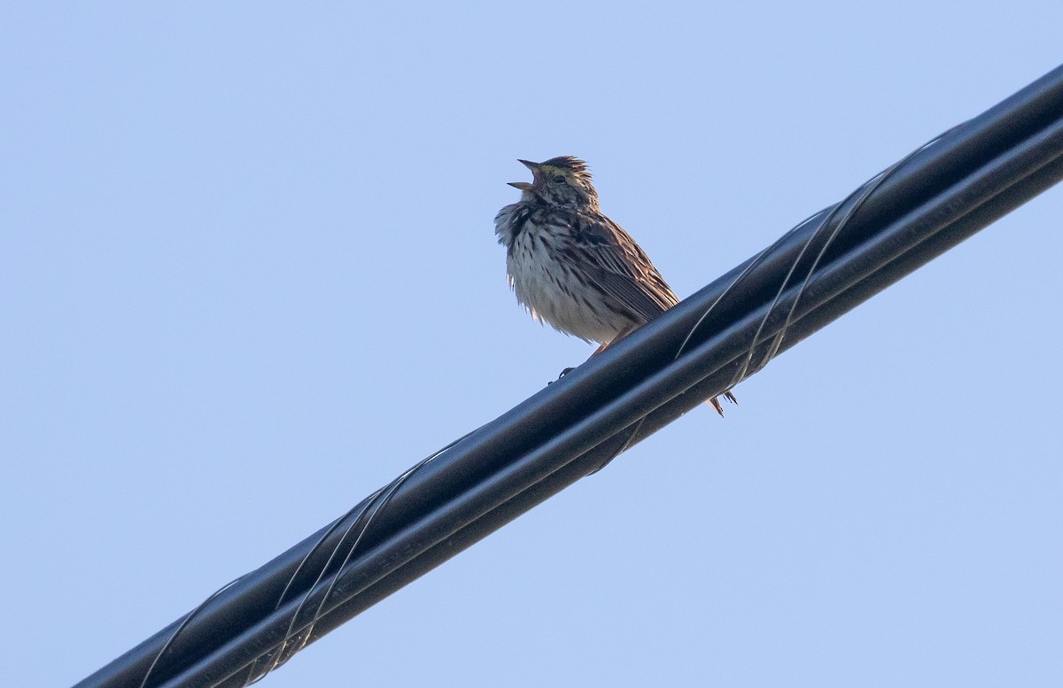 Savannah Sparrow (Savannah) - ML243617741