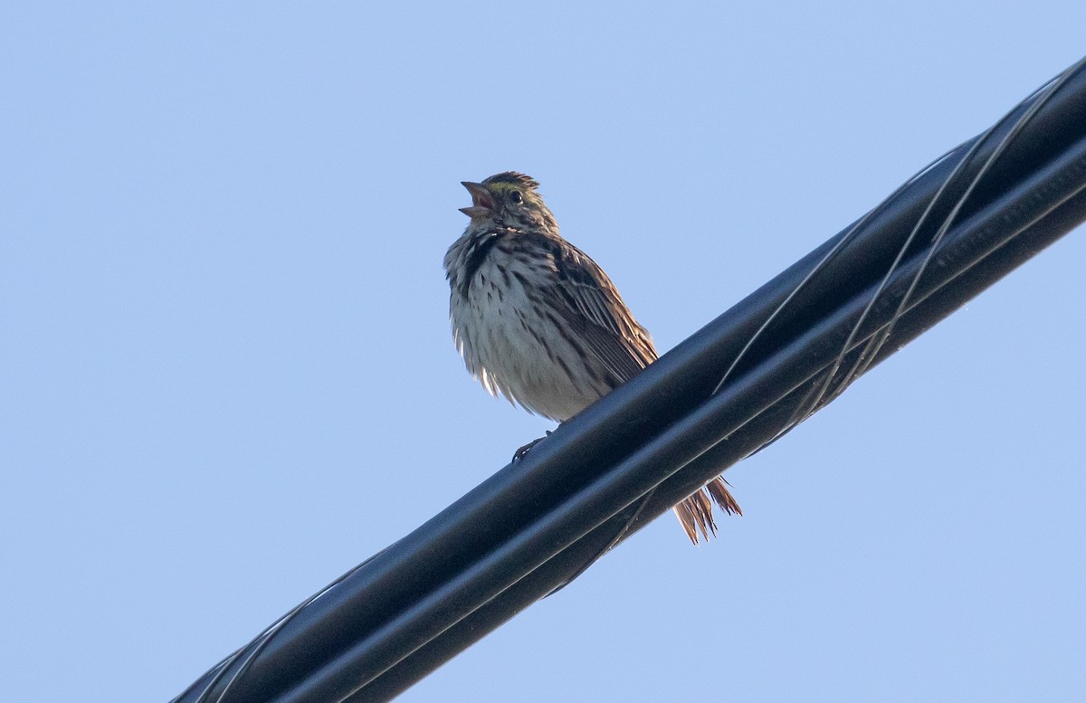 Savannah Sparrow (Savannah) - ML243617751