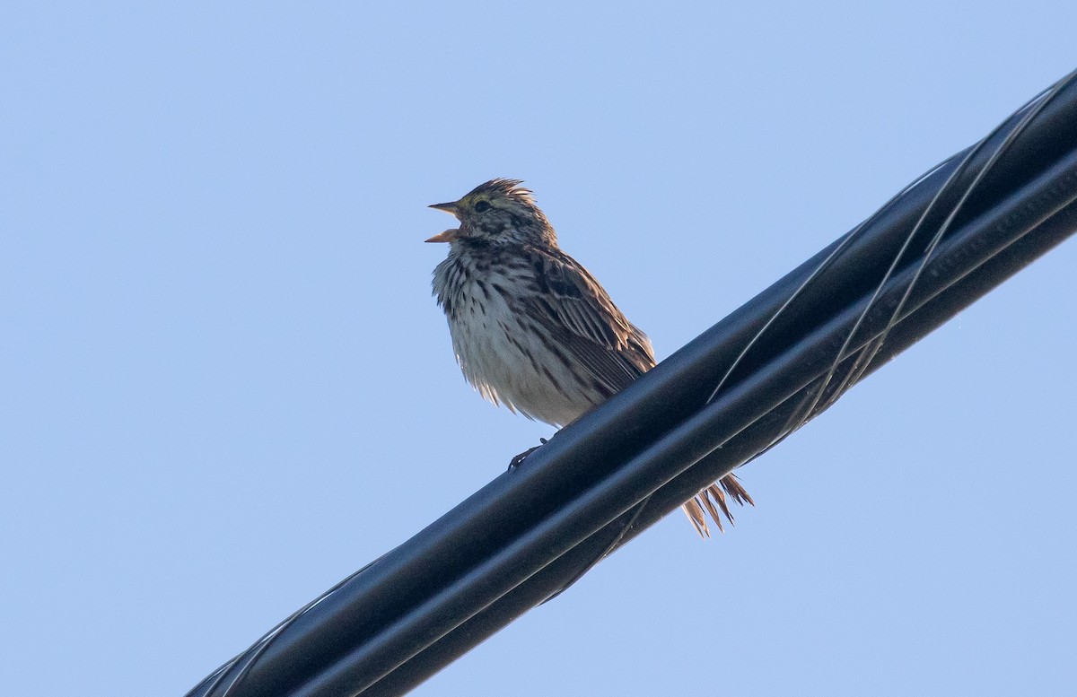 Savannah Sparrow (Savannah) - ML243617791