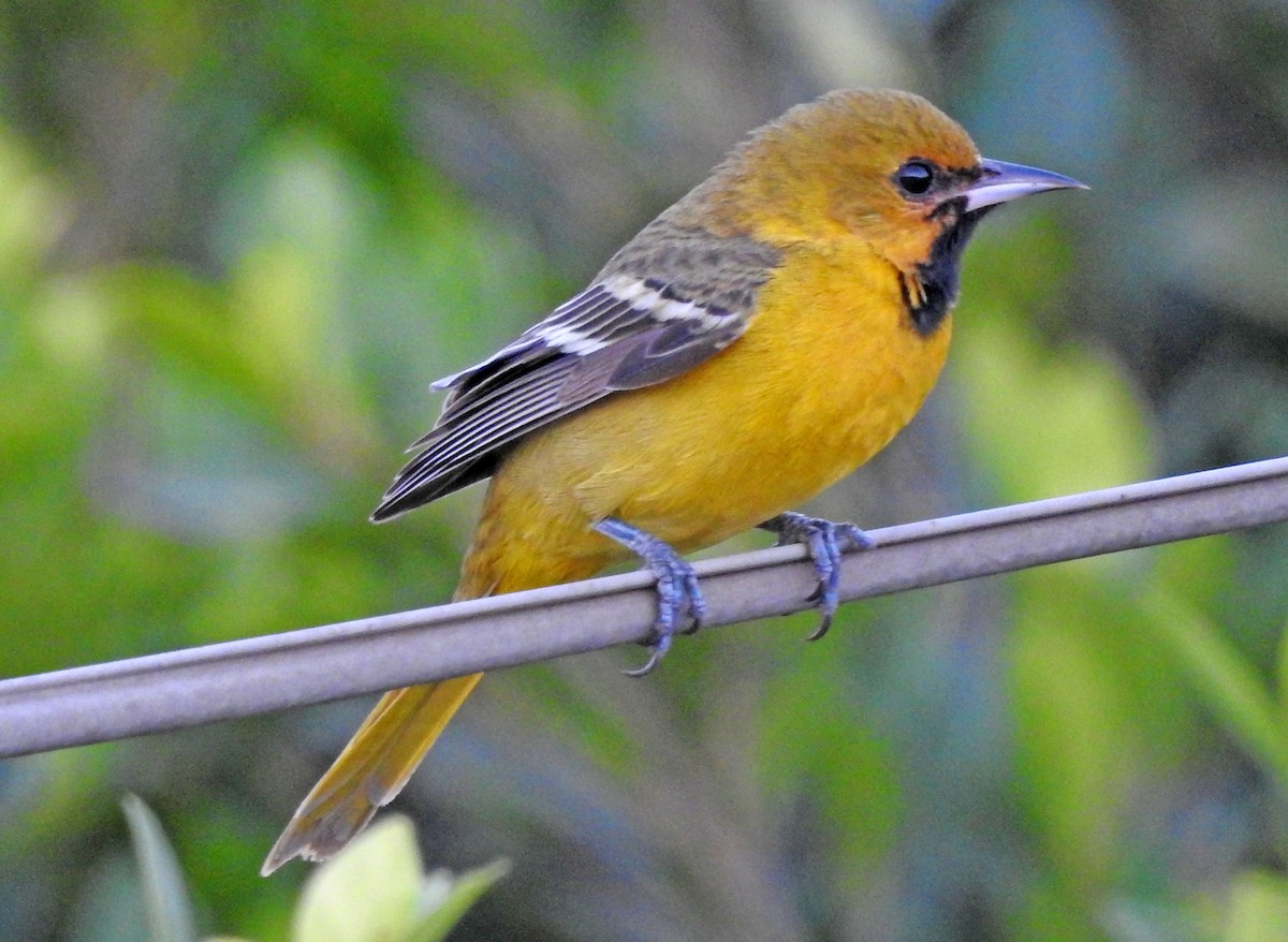 Orchard Oriole - ML243618601