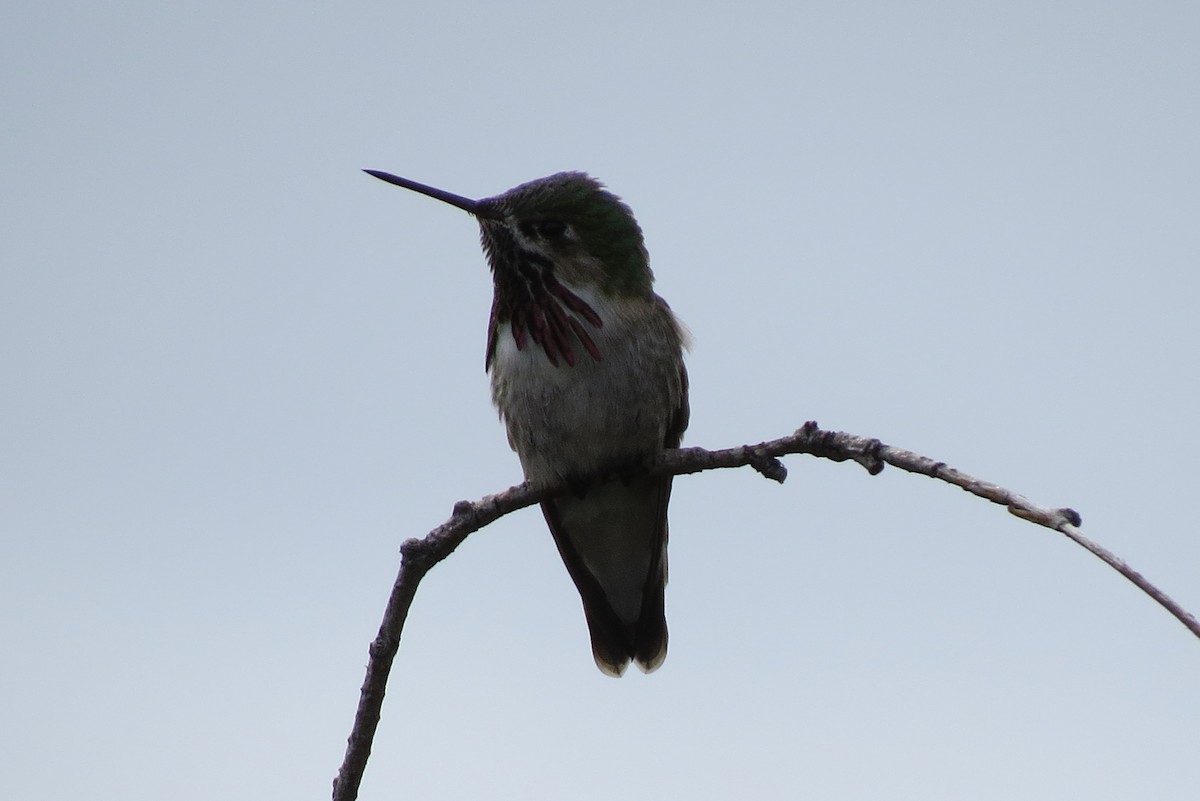 Calliope Hummingbird - ML243620001