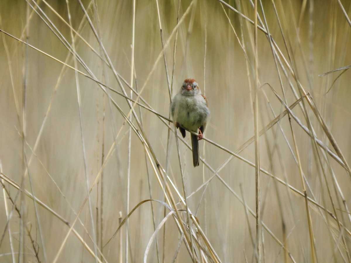 Field Sparrow - Sean Zurbrick