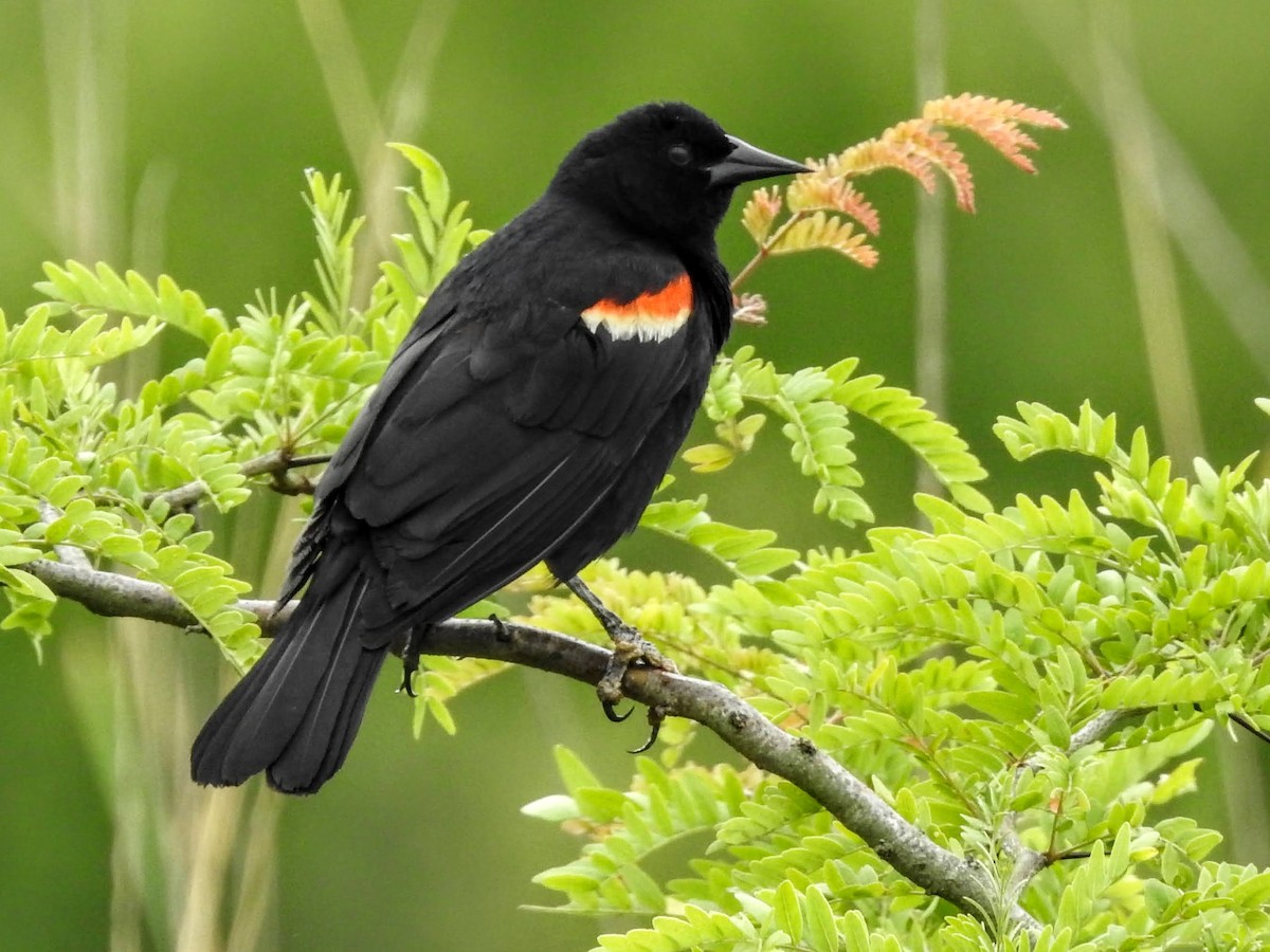 Red-winged Blackbird - ML243620591