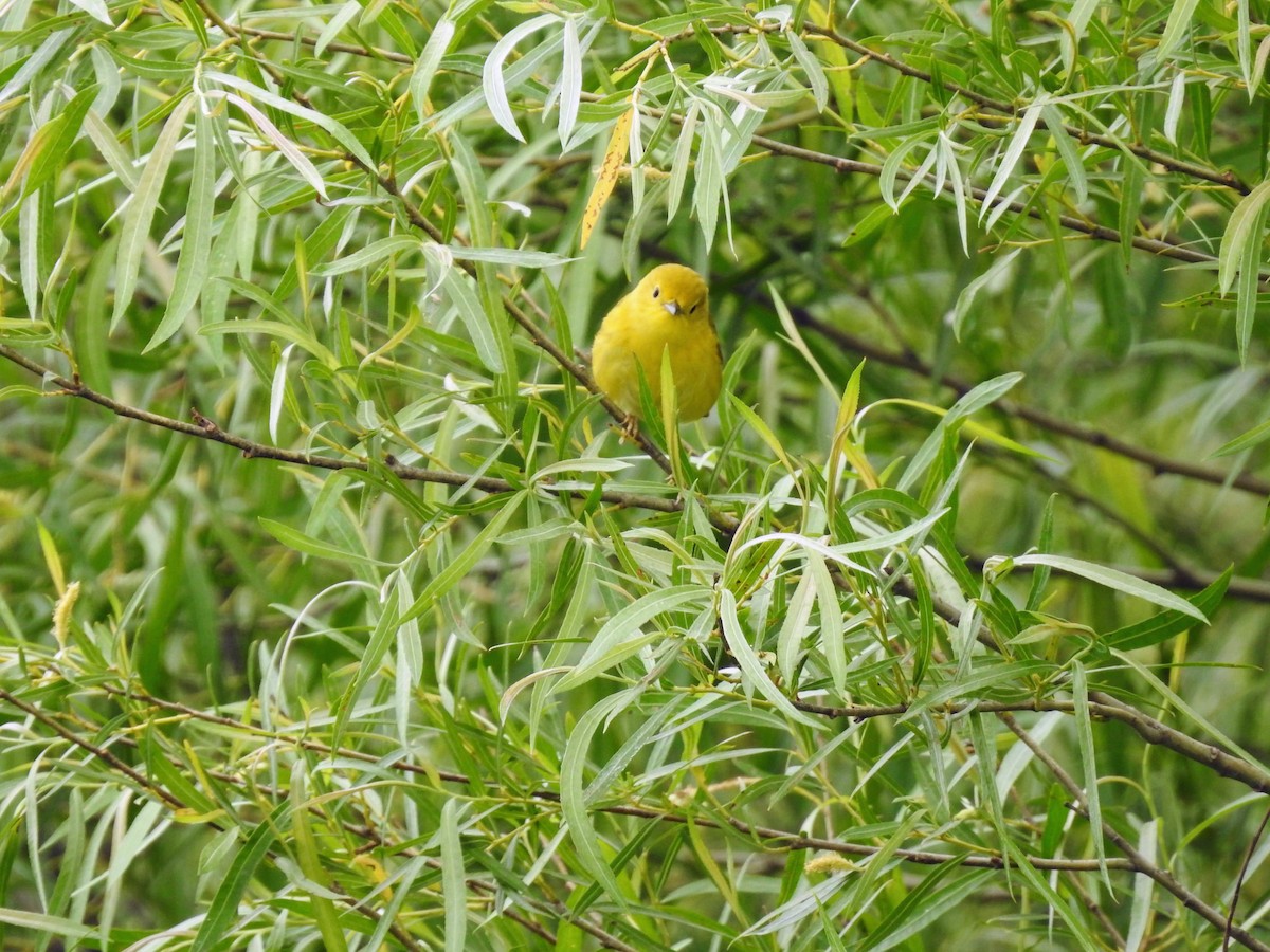 Yellow Warbler - ML243620841
