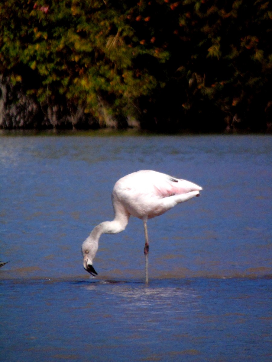 Chilean Flamingo - Venecia Herrera