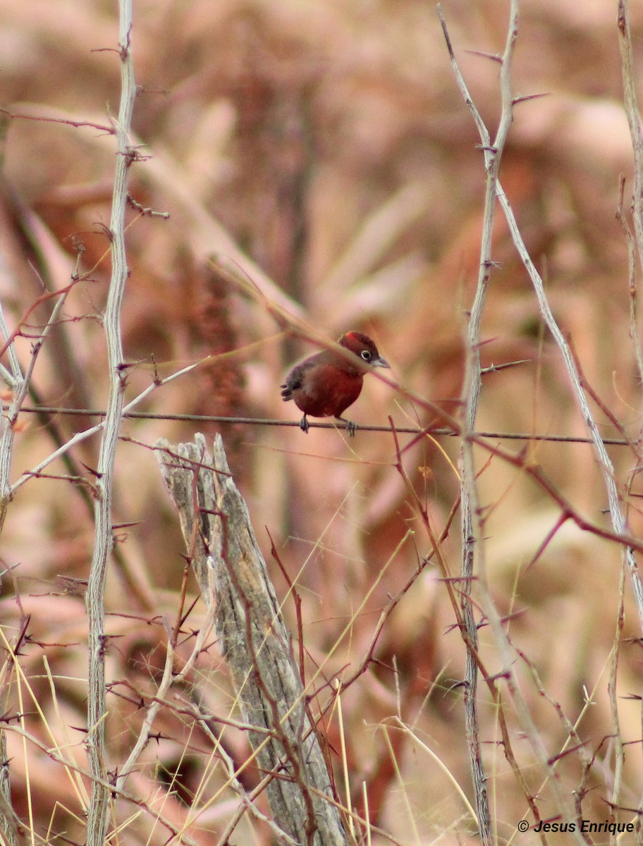 Red-crested Finch - ML243623911