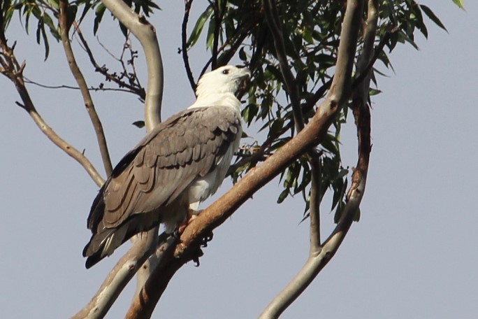 White-bellied Sea-Eagle - Jan and Larry Martin