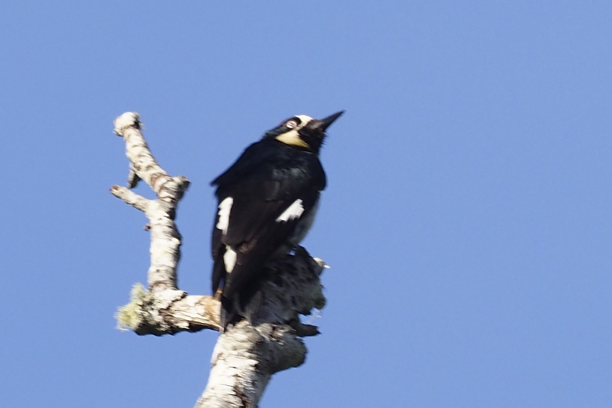 Acorn Woodpecker - ML243626001
