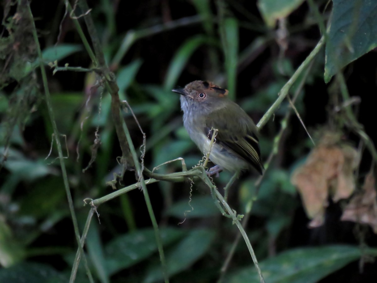 Scale-crested Pygmy-Tyrant - ML243627051